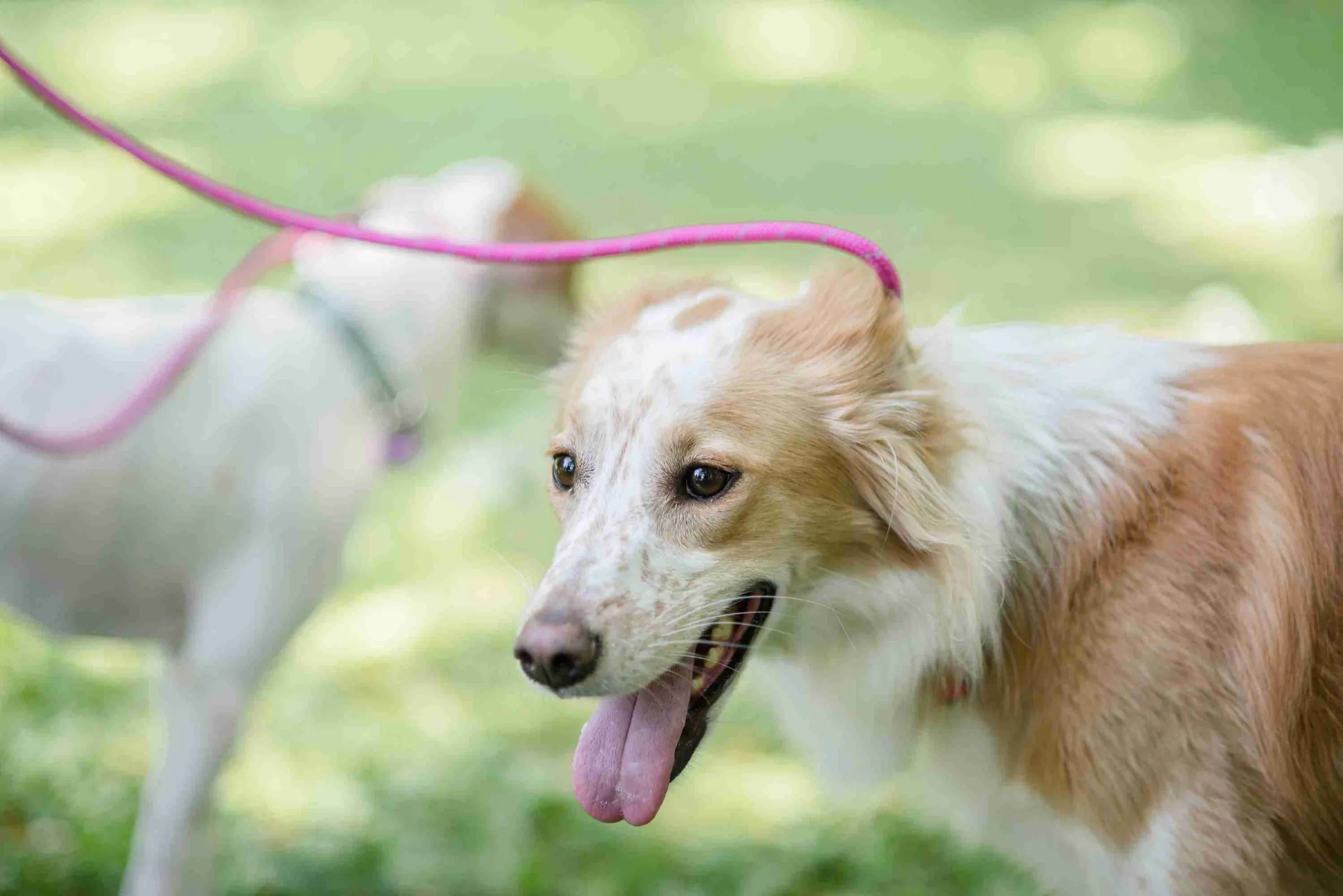 A slip lead sitting high on a dog's neck, held loose
