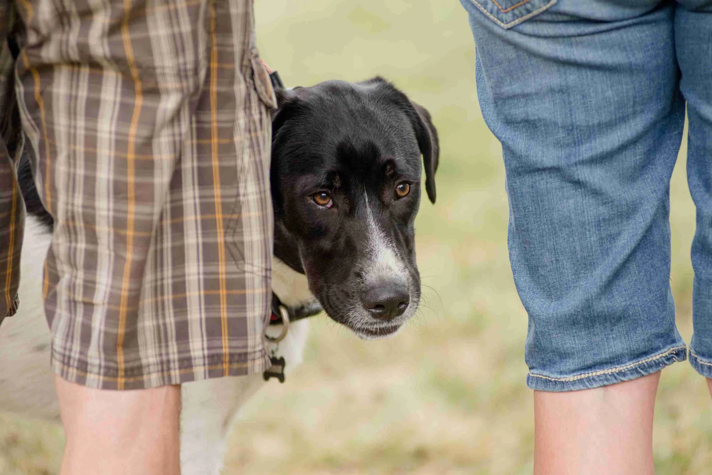 A black dog pressed against its owner's legs, unsure of what is around it