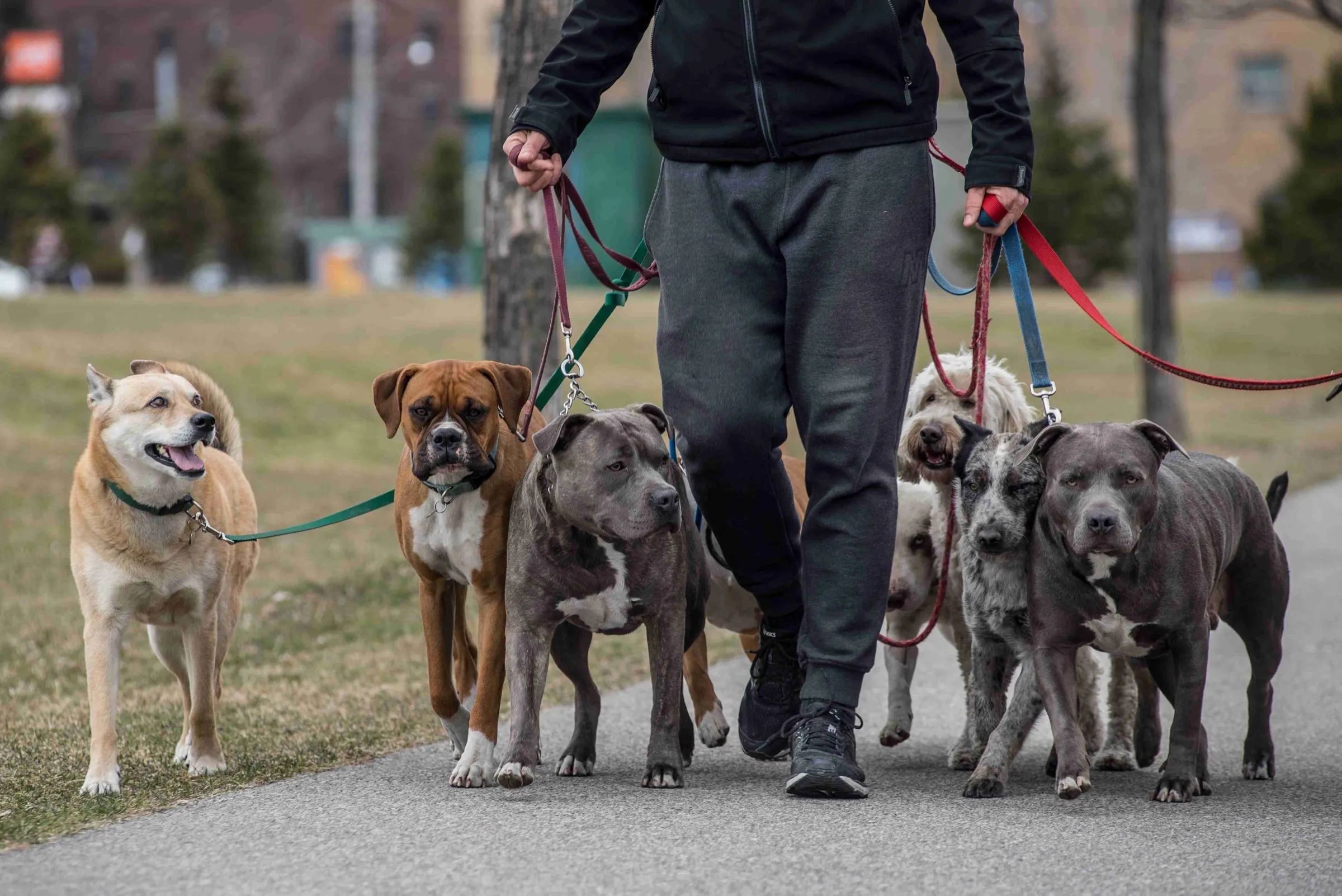 Mark walking a pack of dogs on a Toronto street