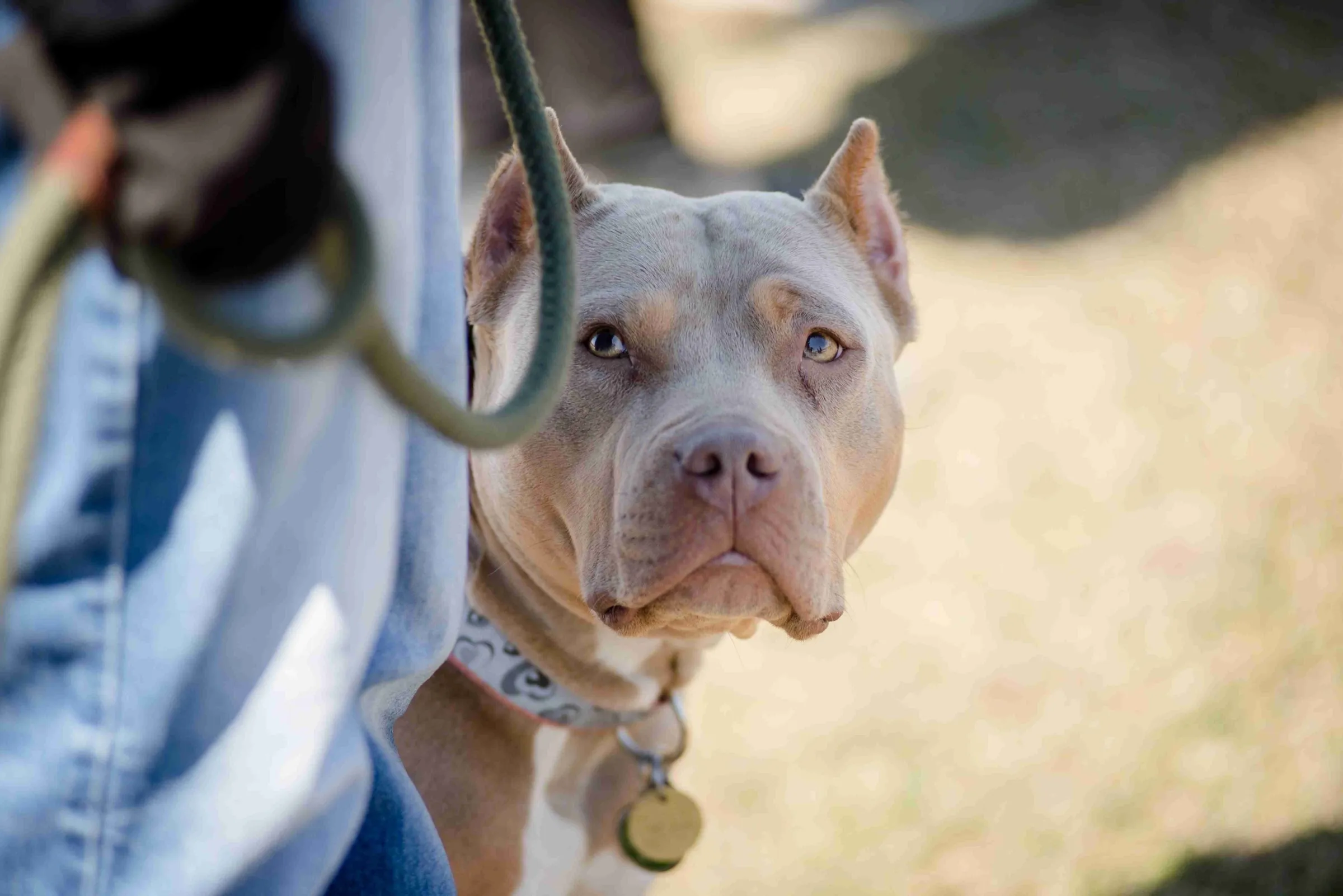 A grey pit bull on a slip lead, looking calmly up at its handler