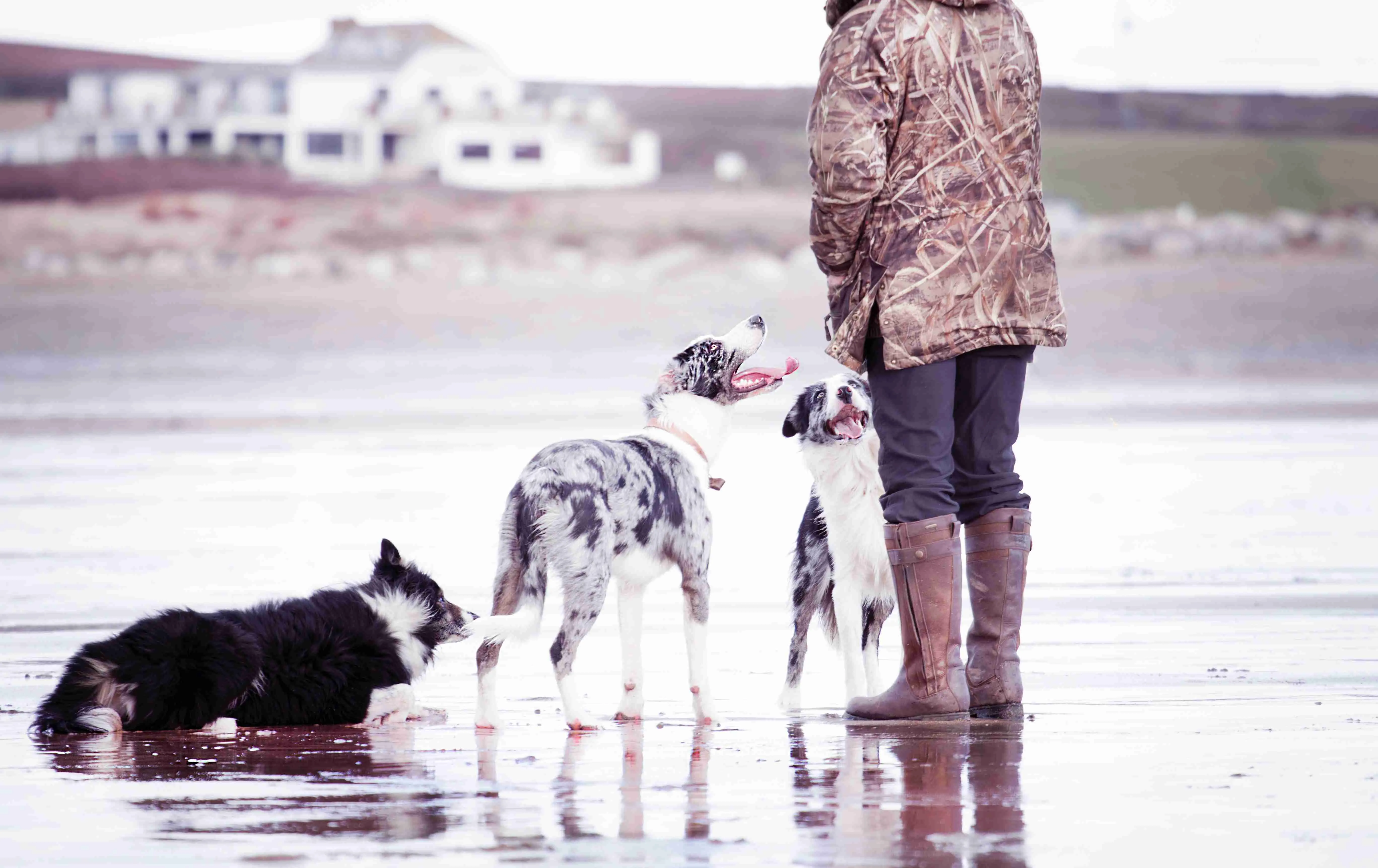 A dog being trained for recall